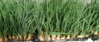 The best varieties of onion seeds for greens and cultivation algorithm