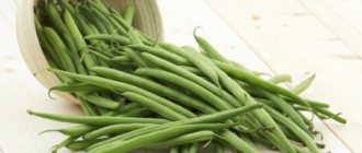 The best varieties of green beans for various regions of Russia