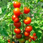Лучшие сорта томатов для Беларуси урожайные для теплиц и открытого грунта