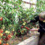 best varieties of semco tomatoes