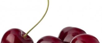 The best varieties of cherries for growing in the Moscow region