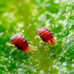 The best ways to combat spider mites on an apple tree