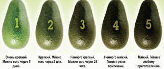 The best ways to ripen avocados at home quickly and easily