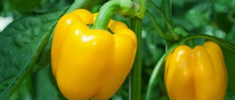 The best neighbor of cucumbers is bell pepper