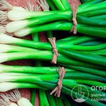 The “April” onion is a perennial winter-hardy plant that does not form bulbs and is cultivated exclusively for personal consumption and commercial production.