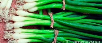 Лук-батун «Апрельский» – многолетнее зимостойкое растение, луковиц не образует, возделывается исключительно «на перо» для личного потребления и коммерческого производства