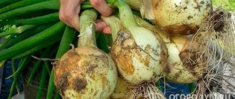 Onion &quot;Exhibition&quot; (pictured) is successfully cultivated throughout Russia, Belarus and Ukraine