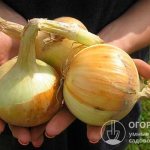 The Hercules onion (pictured) has proven itself well in many regions of Russia, Ukraine, Belarus and other neighboring countries