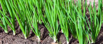 Onions: how often to water in open ground