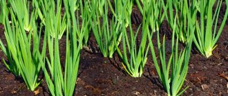 Onions grow in nests