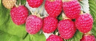Raspberry August miracle