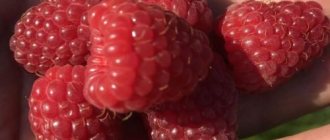 raspberry heritage