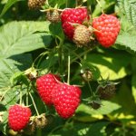 Raspberry Himbo Top. Description of the variety, photos, reviews 