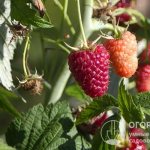 Raspberry “Patricia” is a fairly well-known large-fruited variety that has earned very mixed reviews from gardeners