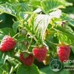 Raspberry Polka (pictured) has earned great popularity in many countries among amateur gardeners and farmers involved in the commercial production of berries