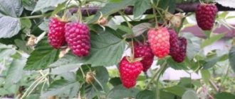 Raspberry variety Hercules