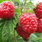 Raspberry variety News Kuzmina