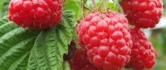 Raspberry variety News Kuzmina