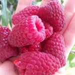 raspberry variety Monomakh&#39;s cap