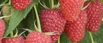 Raspberry variety for the middle zone, remontant