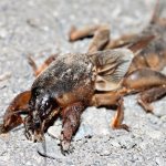 Mole cricket on the ground