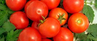 Small-fruited tomato varieties for open ground