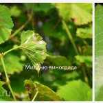 Mildew grapes - characteristic external signs