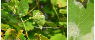 Милдью виноград - характерные внешние признаки
