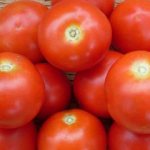 &#39;Miniature bushes with neat tomatoes, bearing fruit until frost - &quot;Fakel&quot; tomatoes&#39; width=&quot;800