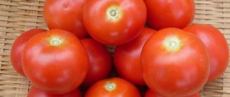 'Миниатюрные кустики с аккуратными помидорками, плодоносящие до самых заморозков – томаты "Факел"' width="800