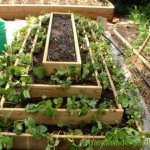 Multi-tiered bed in the form of a pyramid for strawberries