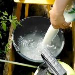 Молочная сыворотка для томатов и огурцов: подкормки и защита от болезней
