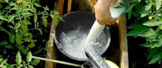Молочная сыворотка для томатов и огурцов: подкормки и защита от болезней