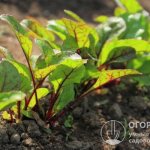 Young beet plants develop well in open sunny places