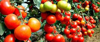 Milk, iodine for cucumbers and tomatoes: watering in the greenhouse and dosage