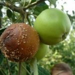 Apple tree moniliosis