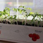 Potassium monophosphate for tomato seedlings