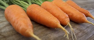 Altai gourmet carrots, description photo 1