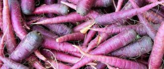 Carrots were originally purple
