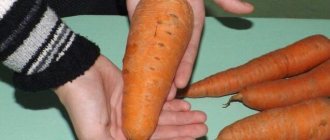 Moscow winter carrots: description of the variety, its characteristics and distinctive features, advantages and disadvantages, growing rules and similar types of vegetables Russian farmer