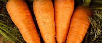 carrots Shantanay
