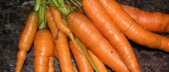 Морковь сорта Наполи