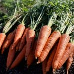 carrot growing and care