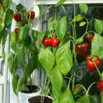Is it possible to grow peppers on the balcony - instructions for beginners