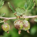 Powdery mildew on gooseberries: signs, causes, control measures, prevention