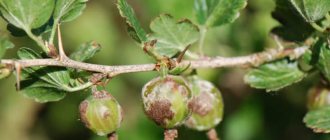 Powdery mildew on gooseberries: signs, causes, control measures, prevention
