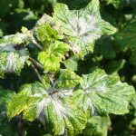 Powdery mildew on currants: control measures and treatment