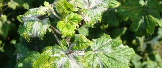 Powdery mildew on currants: control measures and treatment