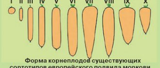 Мясистые корнеплоды огородной моркови могут быть усечённо-коническими, цилиндрическими или веретенообразными