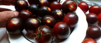 The photo shows black tomatoes, pomidom.ru